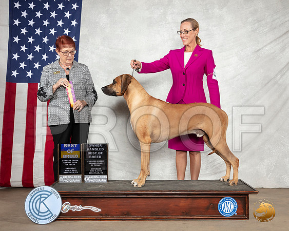 Rhodesian Ridgeback #15 Sat OHBOB Judge ANN C MEYER__SR_2988-BellvilleCCKC2019-HR3