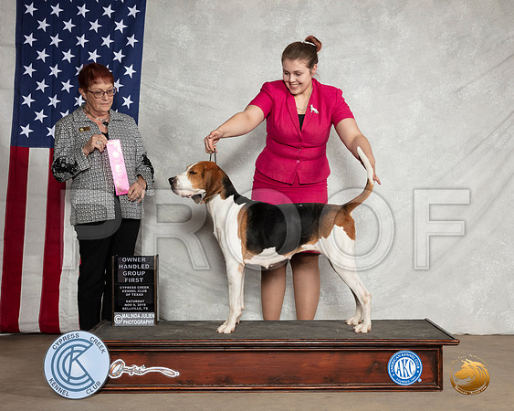 Treeing Walker Coonhound #6 Sat OHG1 Judge ANN C MEYER__SR_2980-BellvilleCCKC2019-HR3