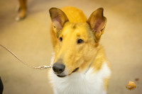Collie Smooth Group Rings Sat Roxanne Jourdain