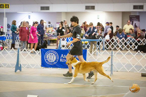Collie Smooth Group Rings Sat Roxanne Jourdain_JJL_4056-BellvilleCCKC2019-HR3