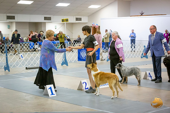 Collie Smooth Sat OH Group Ring Roxane Jourdain_JJL_4208-BellvilleCCKC2019-HR3