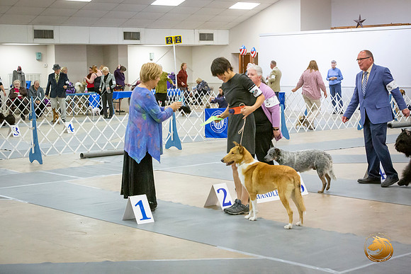 Collie Smooth Sat OH Group Ring Roxane Jourdain_JJL_4212-BellvilleCCKC2019-HR3