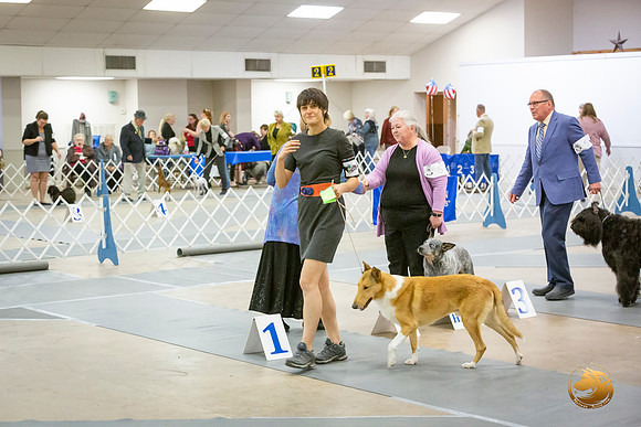 Collie Smooth Sat OH Group Ring Roxane Jourdain_JJL_4214-BellvilleCCKC2019-HR3