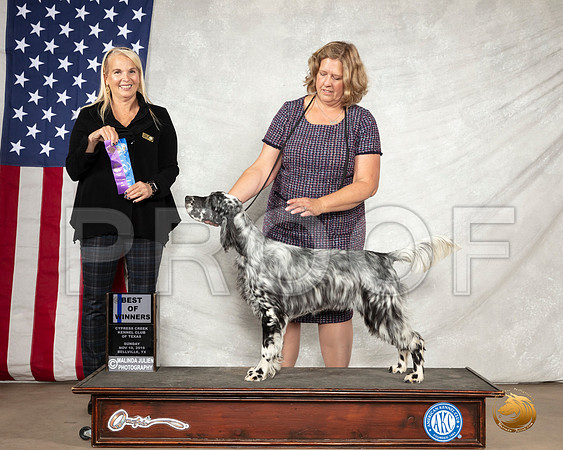 English Setter #12 Sun BOW Judge Donna Ernst__SR_3104-BellvilleCCKC2019-HR3