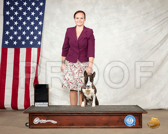 Miniature Bull Terrier Saldivar CUSTOM__SR_3076-BellvilleCCKC2019-HR3