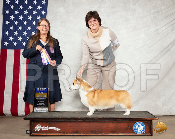 Pembroke Welsh Corgi #6 Sun BOB Judge Nancy J Eilks__SR_3150-Edit-BellvilleCCKC2019-HR3