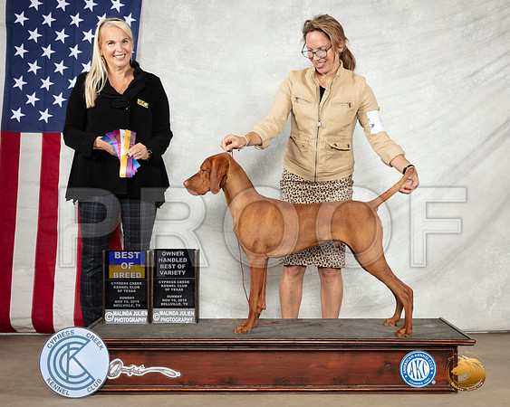 Vizsla #5 Sun BOB Judge Donna Ernst__SR_3057-BellvilleCCKC2019-HR3