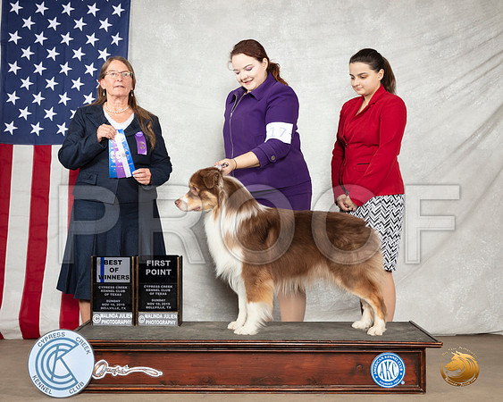 Australian Shepherd #17 Sun BOW Judge Nancy J Eilks__SR_3208-BellvilleCCKC2019-HR3