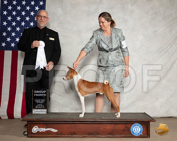 Basenji #7 Sun G4 Judge Garry Newton__SR_3190-BellvilleCCKC2019-HR3