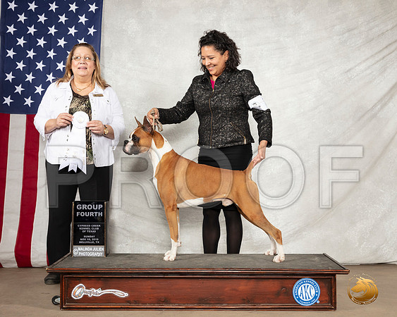 Boxer #7 Sun G4 Judge Linda Berberich__SR_3197-BellvilleCCKC2019-HR3