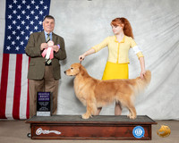 Golden Retriever #J603 Sun RBJr Judge Marshall Lee Sherman