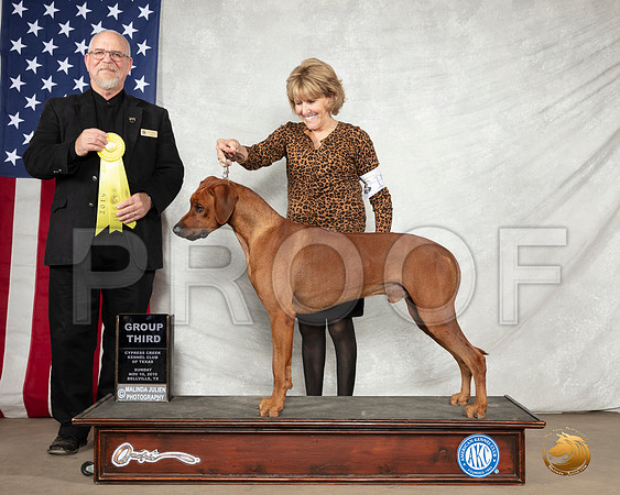 Rhodesian Ridgeback #19 Sun G3 Judge Garry Newton__SR_3178-BellvilleCCKC2019-HR3