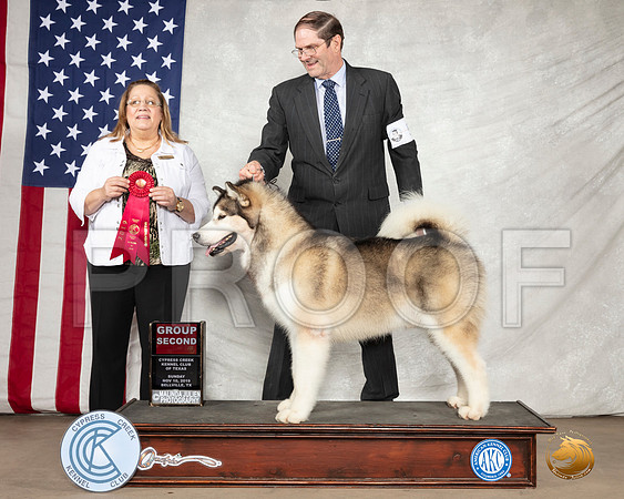 Alaskan Malamute #5 Sun G2 Judge Linda Berberich__SR_3223-BellvilleCCKC2019-HR3