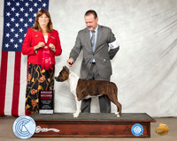 Amercian Staffordshire Terrier #6 Sun G2 Judge Anne M Barlow
