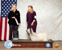 Skye Terrier #6 Sun OHG1 Judge Donna Ernst