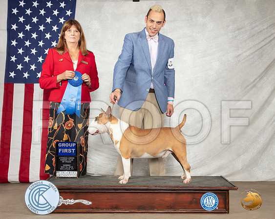 Bull Terrier #7 Sun G1 Judge Anne M Barlow__SR_3281-BellvilleCCKC2019-HR3