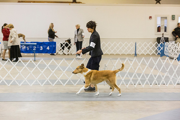 Collie Smooth Roxanne Jourdain Sun_JJL_4246-BellvilleCCKC2019-HR3