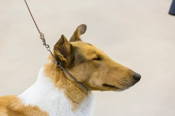 Collie Smooth Roxanne Jourdain Sun_JJL_4283-BellvilleCCKC2019-HR3