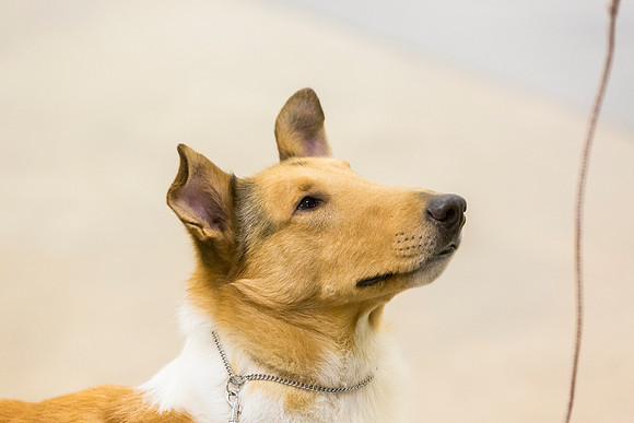 Collie Smooth Roxanne Jourdain Sun_JJL_4282-BellvilleCCKC2019-HR3