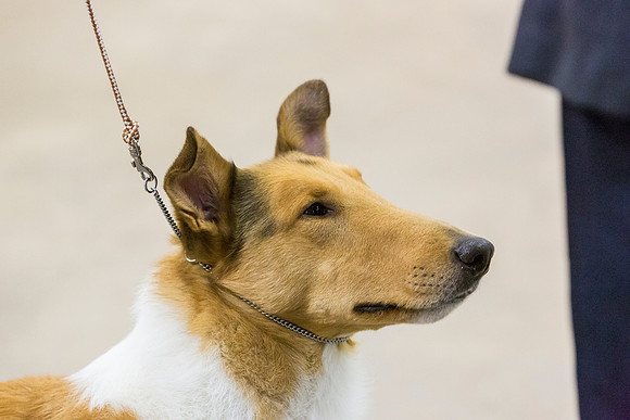 Collie Smooth Roxanne Jourdain Sun_JJL_4284-BellvilleCCKC2019-HR3