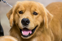 Golden Retriever #7 Sun Rings Debbie
