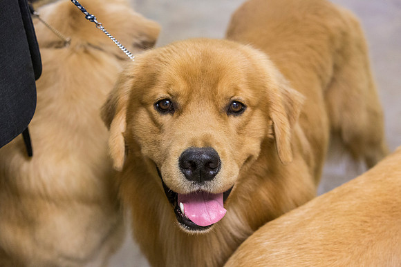 Golden Retriever #7 Sun Rings Debbie_JJL_4321-BellvilleCCKC2019-HR3