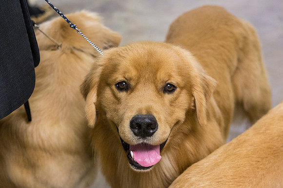 Golden Retriever #7 Sun Rings Debbie_JJL_4322-BellvilleCCKC2019-HR3