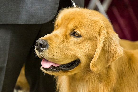 Golden Retriever #7 Sun Rings Debbie_JJL_4326-BellvilleCCKC2019-HR3