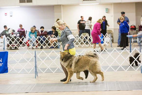 Tibetan Mastiffs Carol Ritzke Rings Sun_JJL_4429-BellvilleCCKC2019-HR3