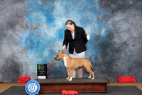 American Staffordshire Terrier #6 Sat OHG2 Judge Helen Tomb Taylor