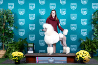 Poodle Std #133 Thur see note