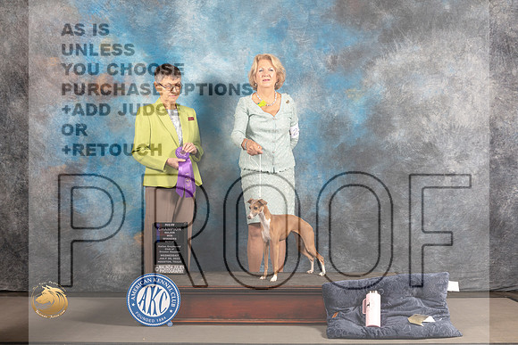Italian Greyhound #22 WED WB NCH Major Judge Donna Buxton_MJ_2138_Houston_2022_HR3