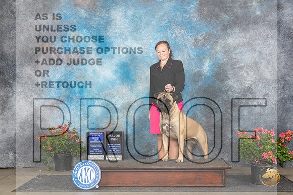 Bullmastiff #12 Fri WBBOWM Judge Wendy G Willhauck r__JP_5455_San Antonio_2024_HR3