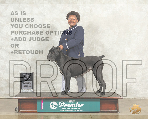 Cane Corso #881 Fri ABOB Judge Sandra Kowalski__MJ_7709_Premier_2022_HR3