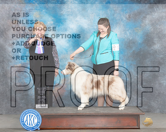 Border Collie #11 Sunn WDBOWM JUdge Judy Brown_Midland2024