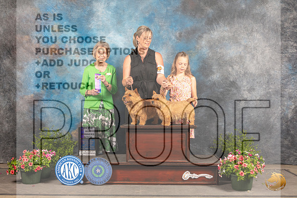 Norwich Terriers #8 Sun WD Judge Anne Bolus_MJ_1579_SA_2022_HR3