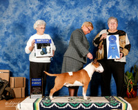 Bull Terrier Colored #5 Sun G1 +OL