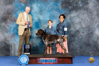 German Shorthaired Pointer #55 Wed AmB1 Judge Jon Cole