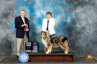 Collie Rough #6 Sat BOBCH Judge David Bolus