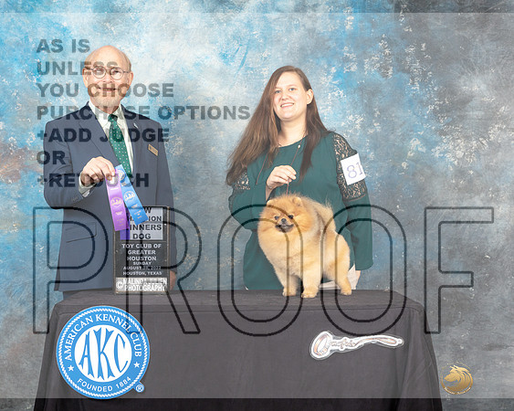 Pomeranian #81 Sun WDCh Judge Tim Robbins-_MJ_0425e-HR3