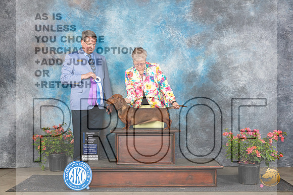 Dachshund Smooth #18 Sat WBBOWM Judge Kenneth L Hagmueller__JP_4952_San Antonio_2024_HR3