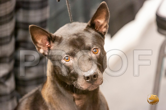 Thai Ridgeback Tatiana Choyce Fri Rings_JJL_4638-LngUKC2019-HR3