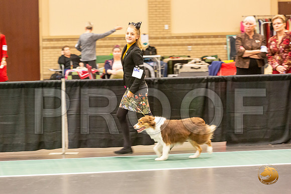 Australian Shepherd Spec Jrs Ring_JJL_7907-LngUKC2019-HR3