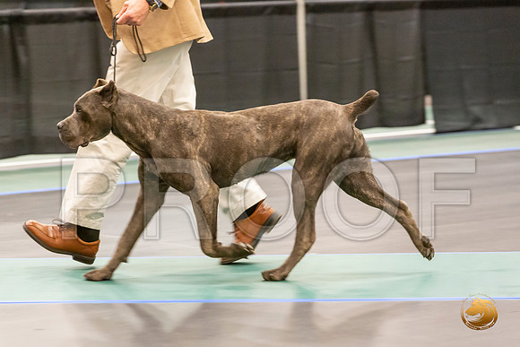 Cane Corso Sat Ring 2_JJL_8242-LngUKC2019-HR3