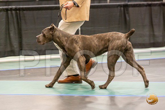 Cane Corso Sat Ring 2_JJL_8245-LngUKC2019-HR3