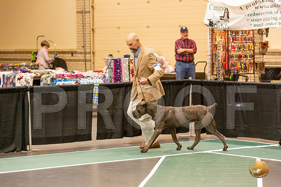Cane Corso Sat S2 Group_JJL_8301-LngUKC2019-HR3