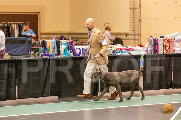 Cane Corso Sat S2 Group_JJL_8306-LngUKC2019-HR3