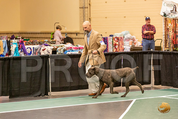 Cane Corso Sat S2 Group_JJL_8303-LngUKC2019-HR3