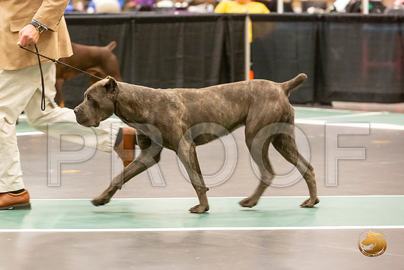 Cane Corso Sat S2 Group_JJL_8319-LngUKC2019-HR3
