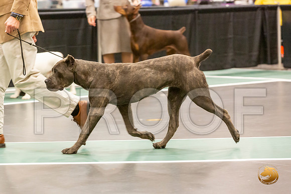 Cane Corso Sat S2 Group_JJL_8321-LngUKC2019-HR3